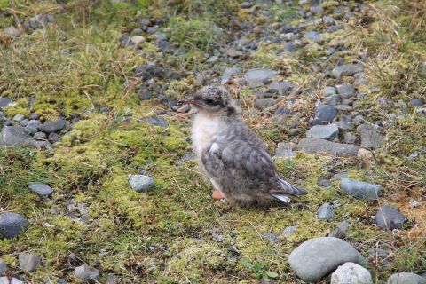 Gull chick at Jökulsárlón / Möwenjunges an der Jökulsárlón